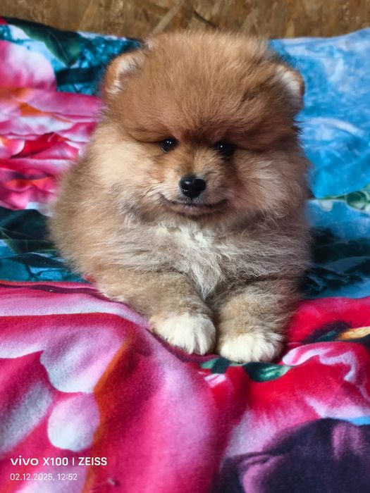 Очаровательный щенок шпица.