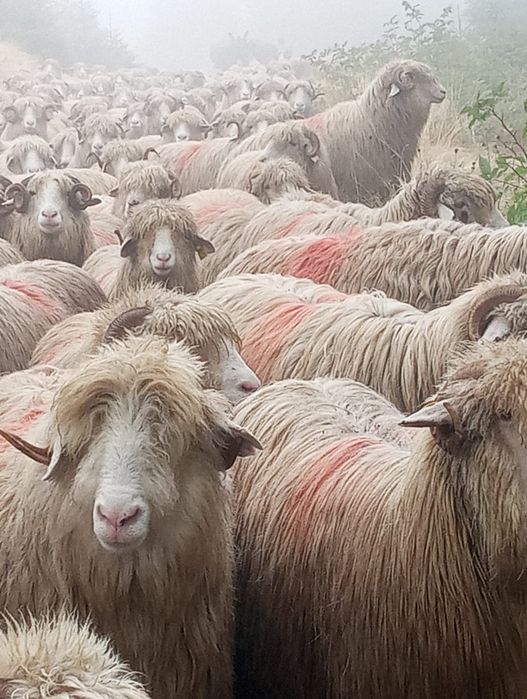 Oi, miele și berbecuți de vânzare