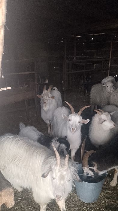Продам овечек и коз