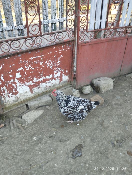 Găini Susex portelan