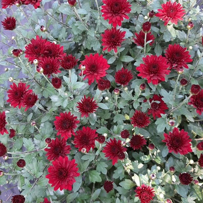 Цветы уличные и комнатные