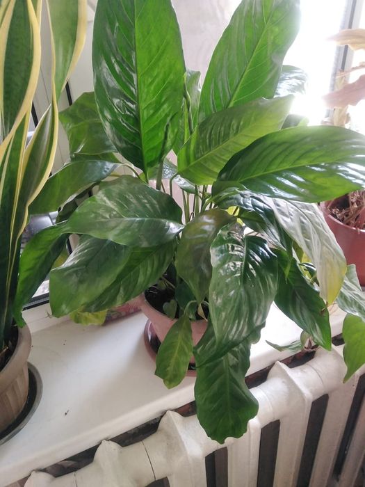 Продам комнатные растения