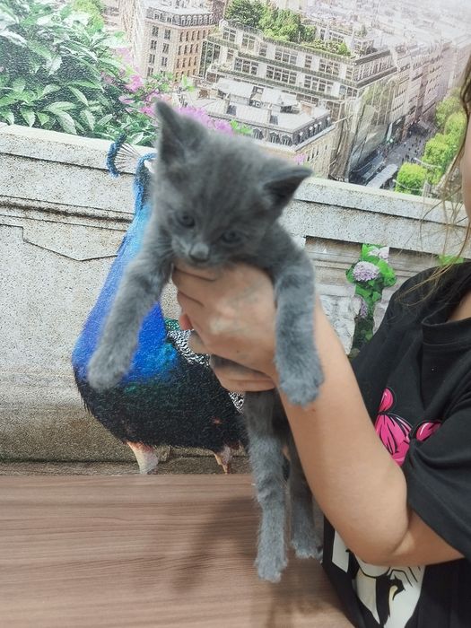 Котят добрые заботливые руки