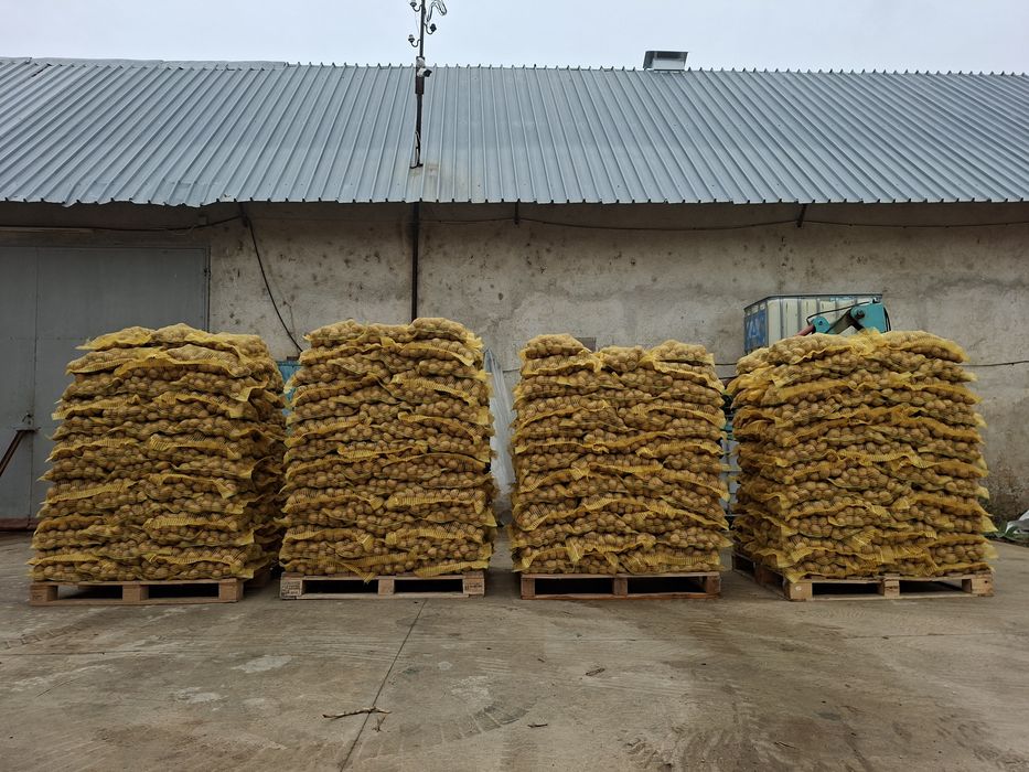 Картофи за консумация ,,СОРАЯ"