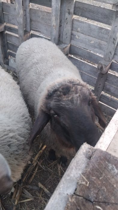 Berbec tânăr și frumos!