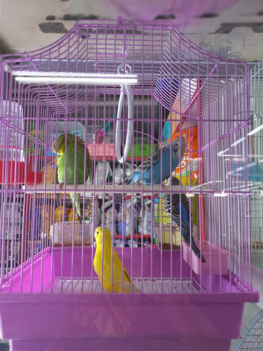 Волнистые попугаи птенцы