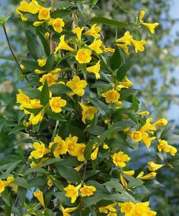 Iasomie Yellow Parfumata Galbena