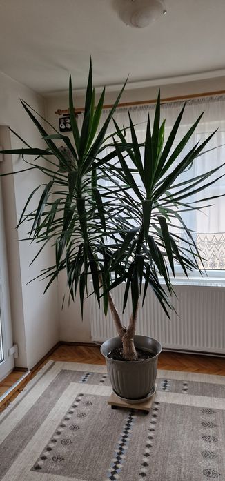 Planta de interior 2,5 m