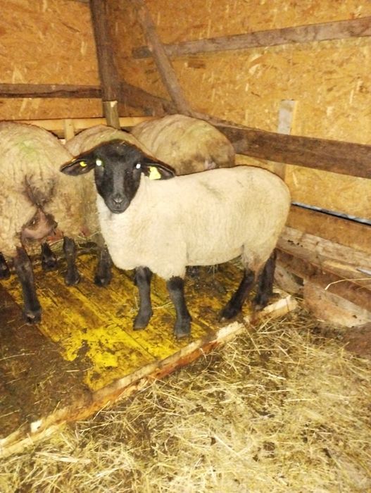 Berbec Sufolk la a doua montă