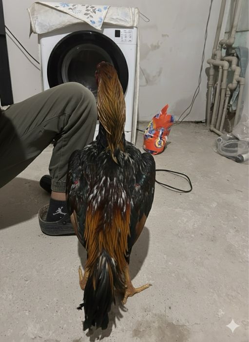 Апрельский Дакан кореец