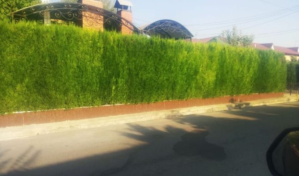 Забор из ёлок под ключ