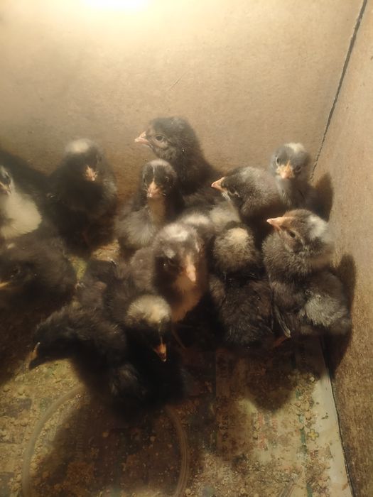 Цыплята недельные