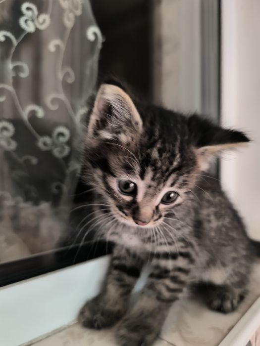 Котята 2 месяца, две белые два серых