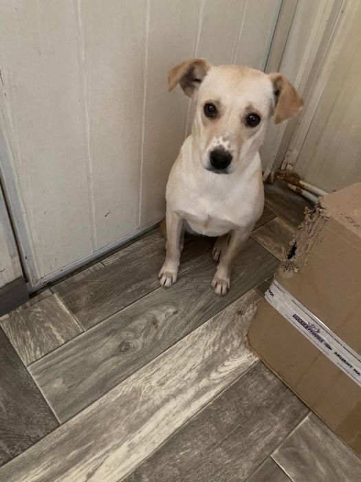 Щенок девочка  ищет  дом! Костанай! Привезем!