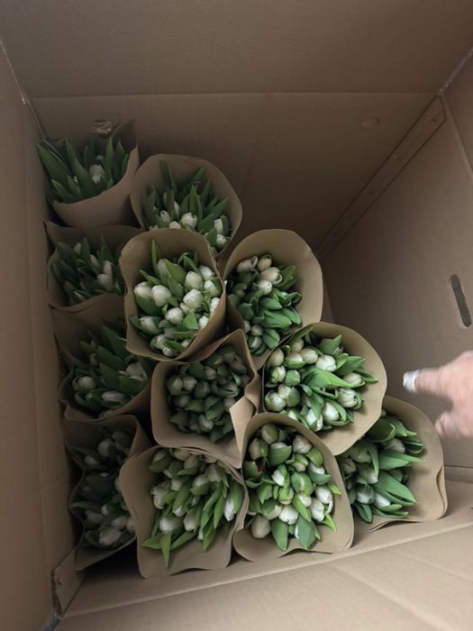 Тюльпаны в розницу 150 тг