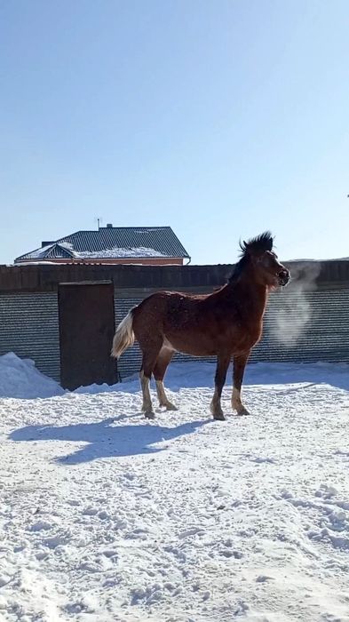 Продам бие породы першерон.