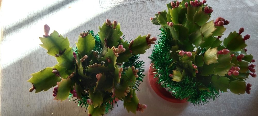 Декабрист новогодние подарки