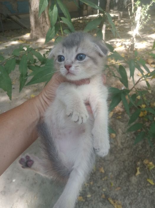 Продается котёнок
