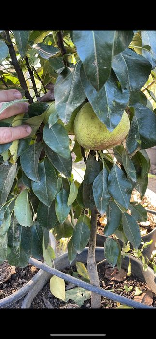 Pomi fructiferi pe rod