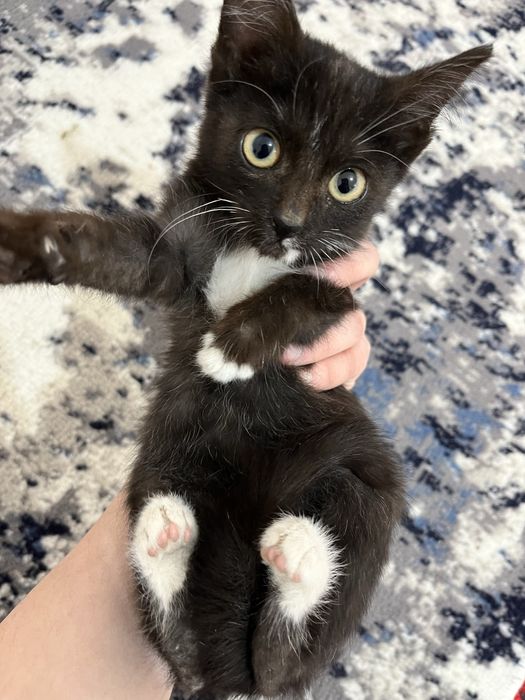 Котята в добрын руки