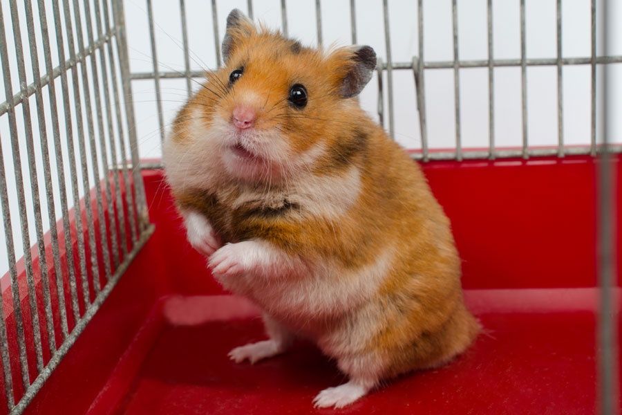 Продам сирийских хомяков