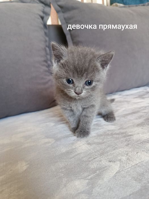 Продам котят Британцы