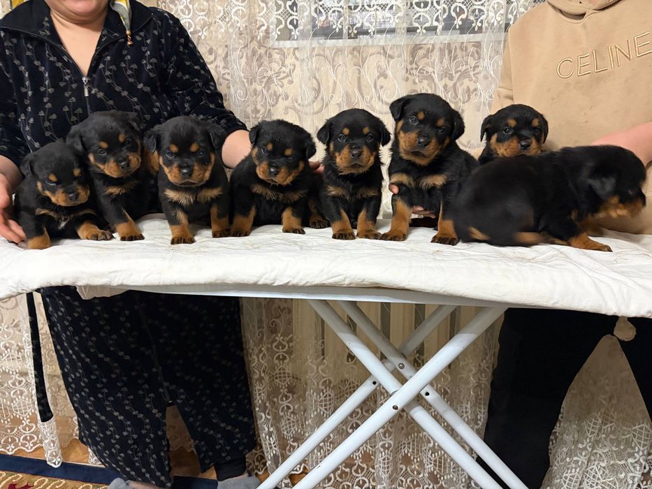 Продаётся щенки ротвейлера 2  месяца