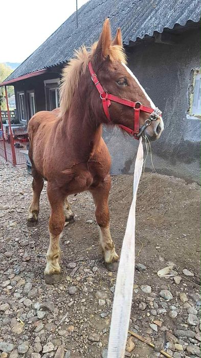 Ofer un super Armăsar pentru monta