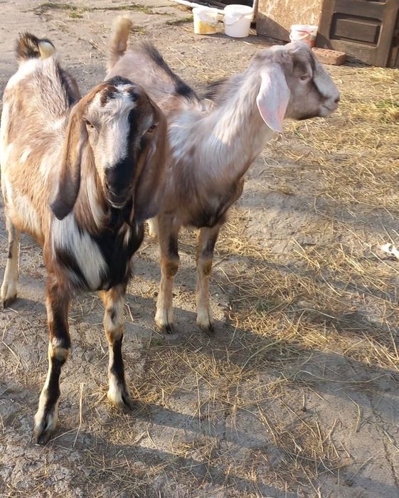 Vand tapi de anul trecut