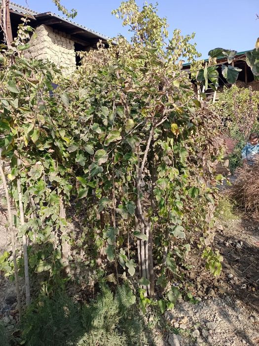 Soyaabon tut koʻchati