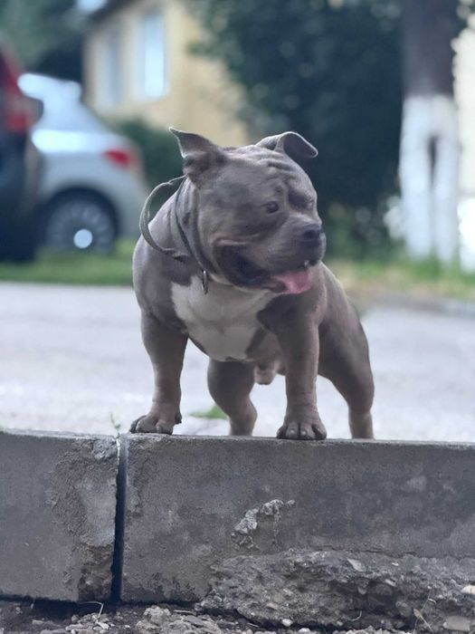 American Bully Deosebit