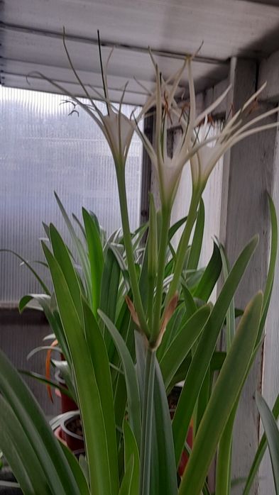 Продам Гипераструмы