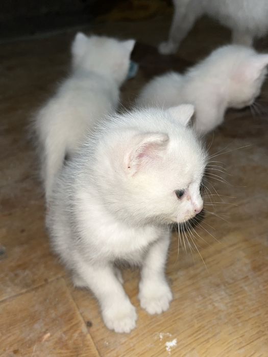 Котята, шотландская порода
