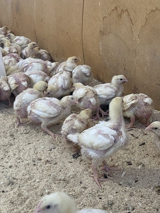Продам утят , гусят , бролеров , кур несушек , цы