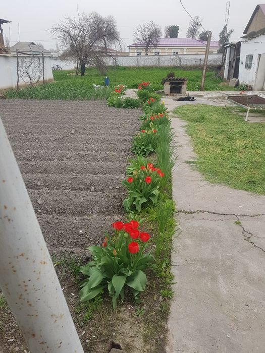 Кролики на продажу