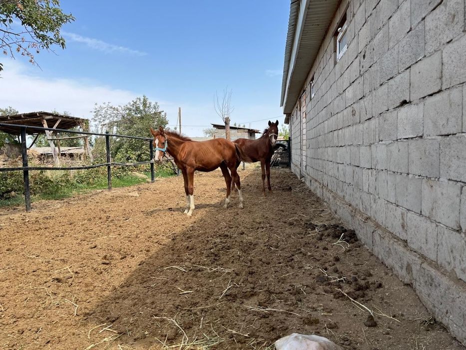 Жабағылар сатылады