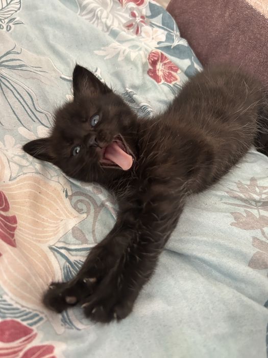 Отдам котят в хорошие руки