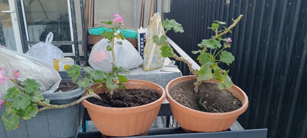 Продам цветок герань