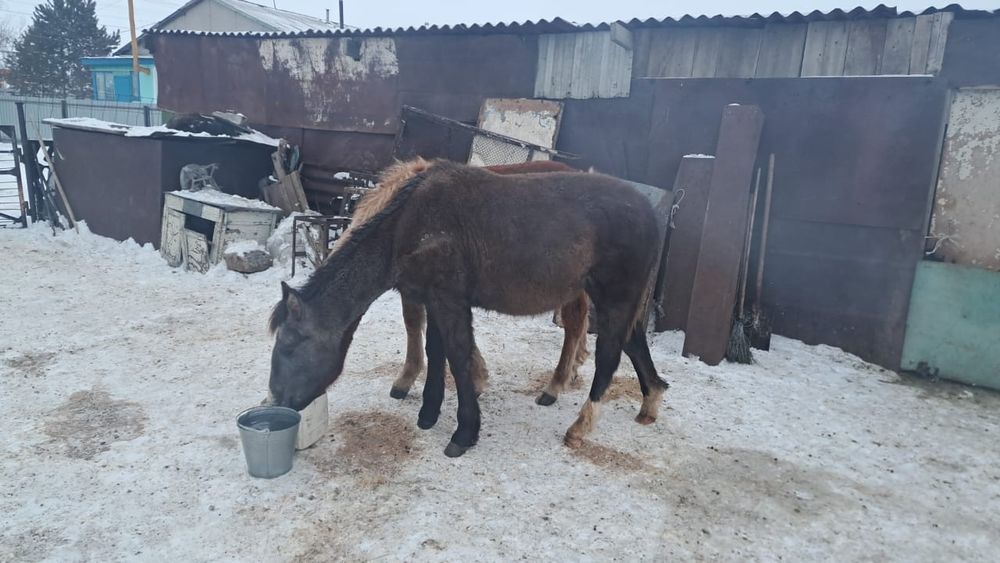 Жеребец апрельский 2025 года