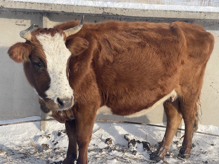 Продам коров Тайтобе