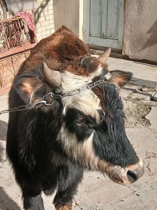 Buqacha sotiladi yeyishi yaxshi kamchiligi yoq 100%