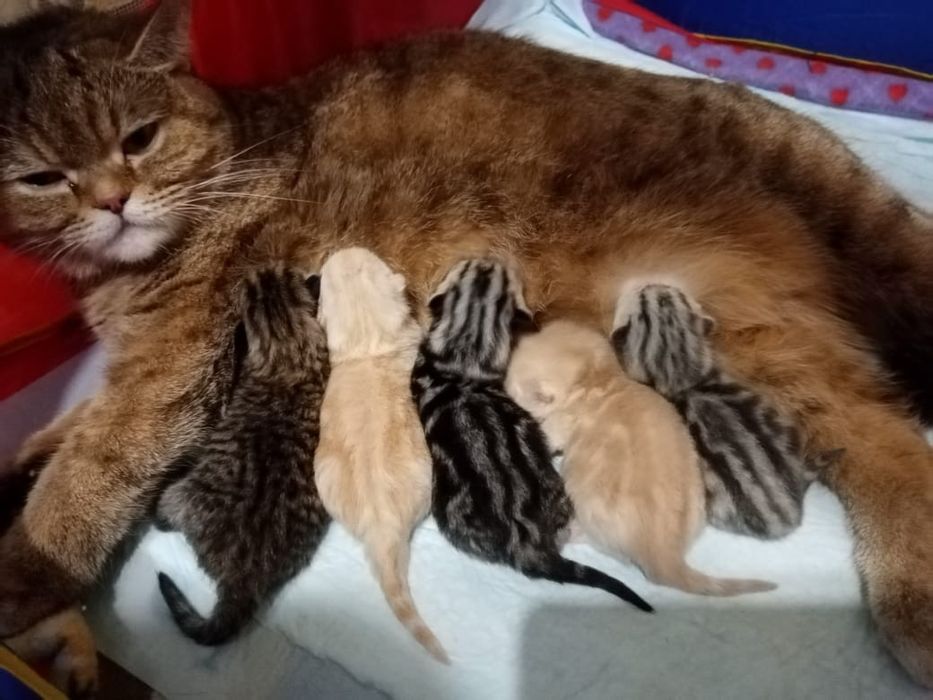 Вязка кот шотландец