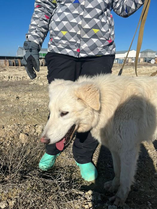 Собаки  животные