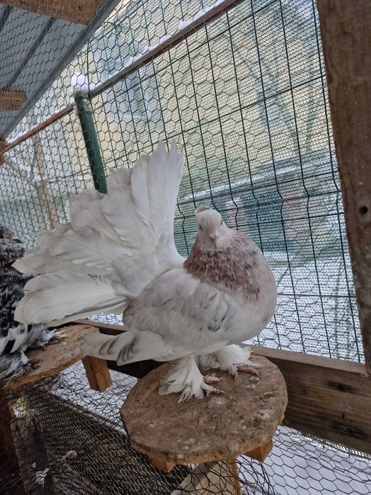 Porumbei voltati indieni 2025