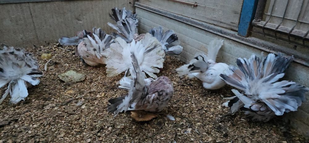 Rotati almond și cozi negre