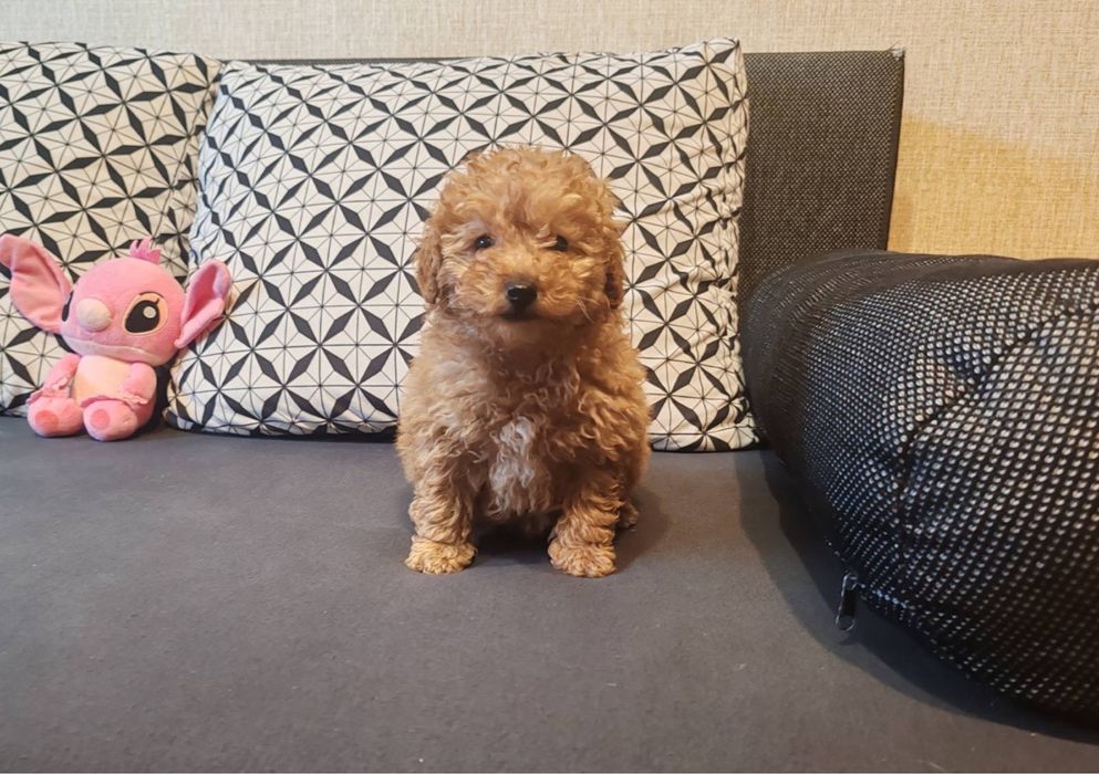 Малтипу  -  женско