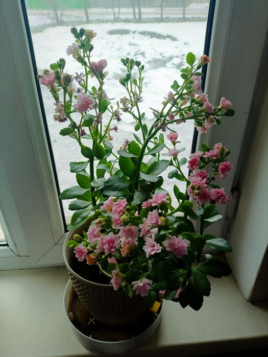 Цветы домашние Каланхоэ