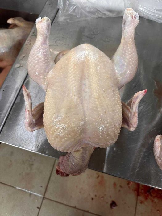 Домашнее мясо бройлера. Бройлеры.