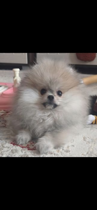 Продам щенка шпица. Девочка.