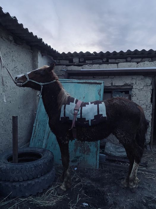 Тай сатылады аз маз саудасы бар.
